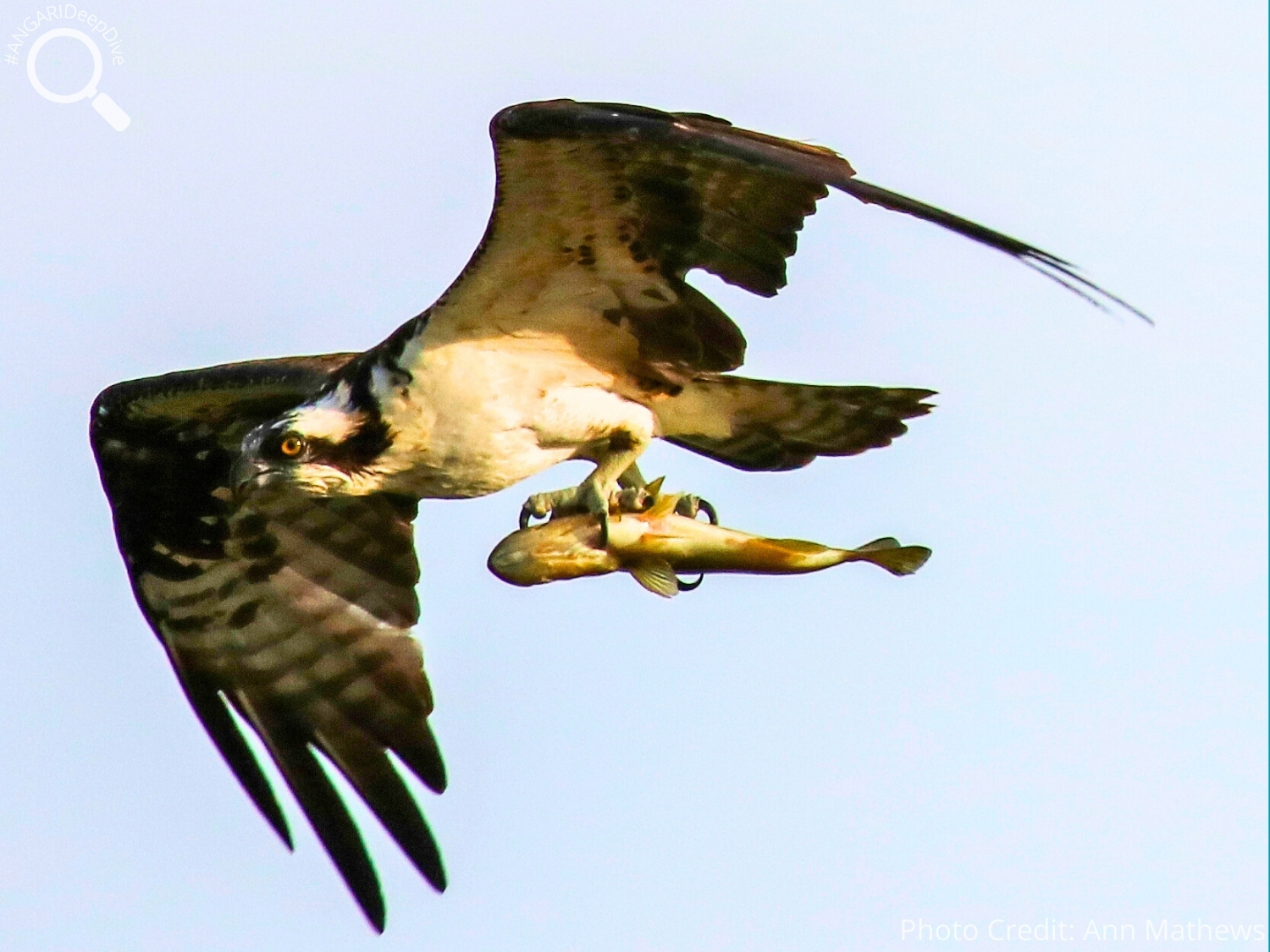 #ANGARIDeepDive_Osprey_PC_Ann Mathews