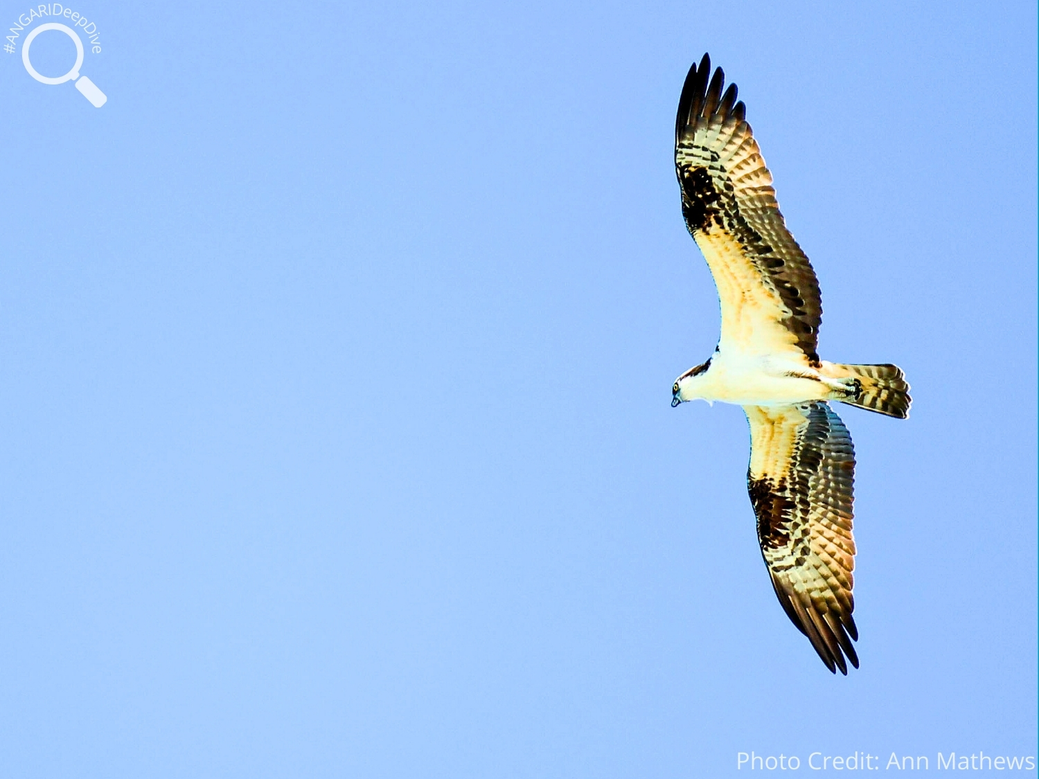 #ANGARIDeepDive_Osprey_PC_Ann Mathews