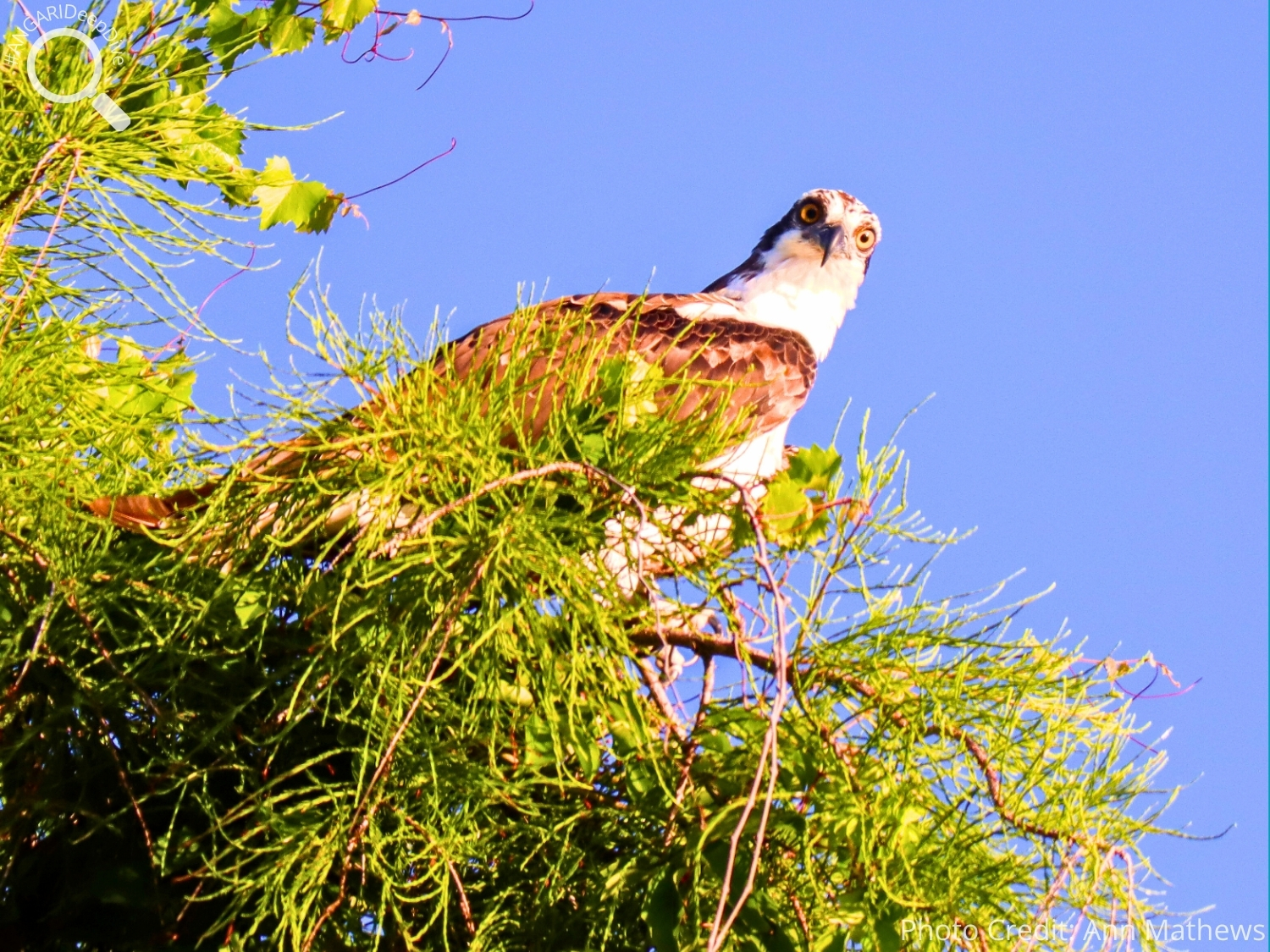 #ANGARIDeepDive_Osprey_PC_Ann Mathews