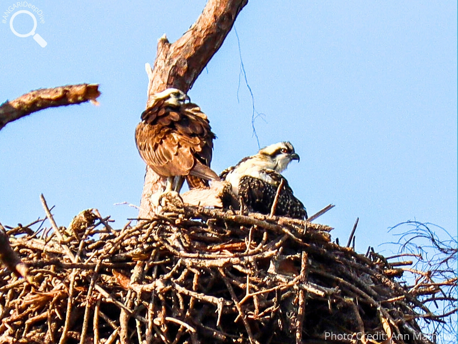 #ANGARIDeepDive_Osprey_PC_Ann Mathews