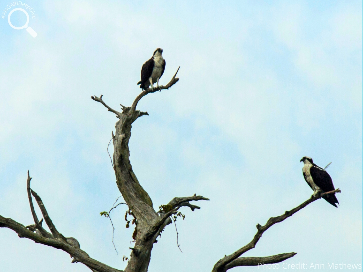 #ANGARIDeepDive_Osprey_PC_Ann Mathews