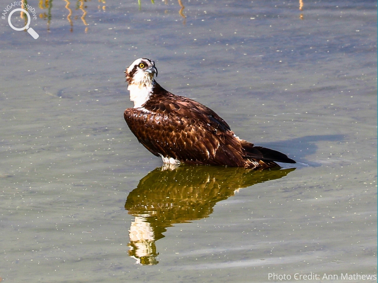 #ANGARIDeepDive_Osprey_PC_Ann Mathews