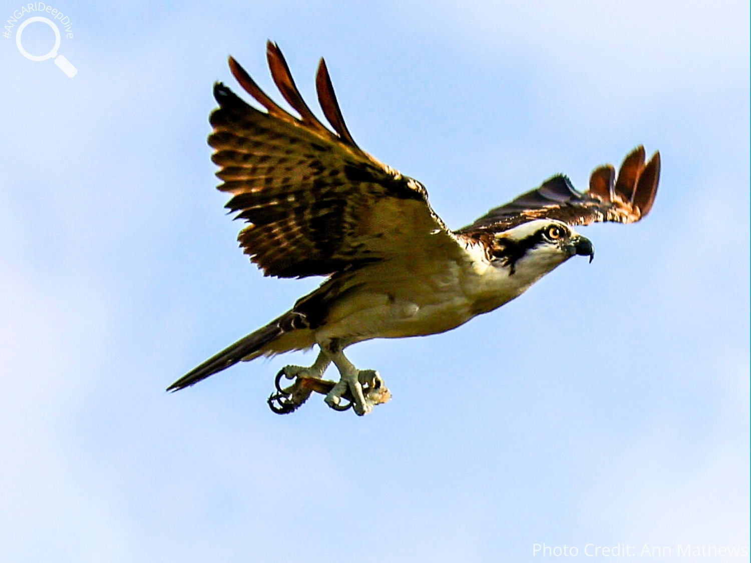 #ANGARIDeepDive_Osprey_PC_Ann Mathews