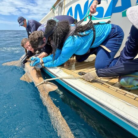 COE: Sharks Educator Workshop - Jul 2025