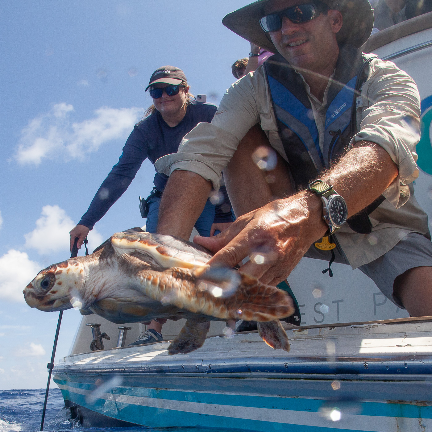 Sea Turtle Releases