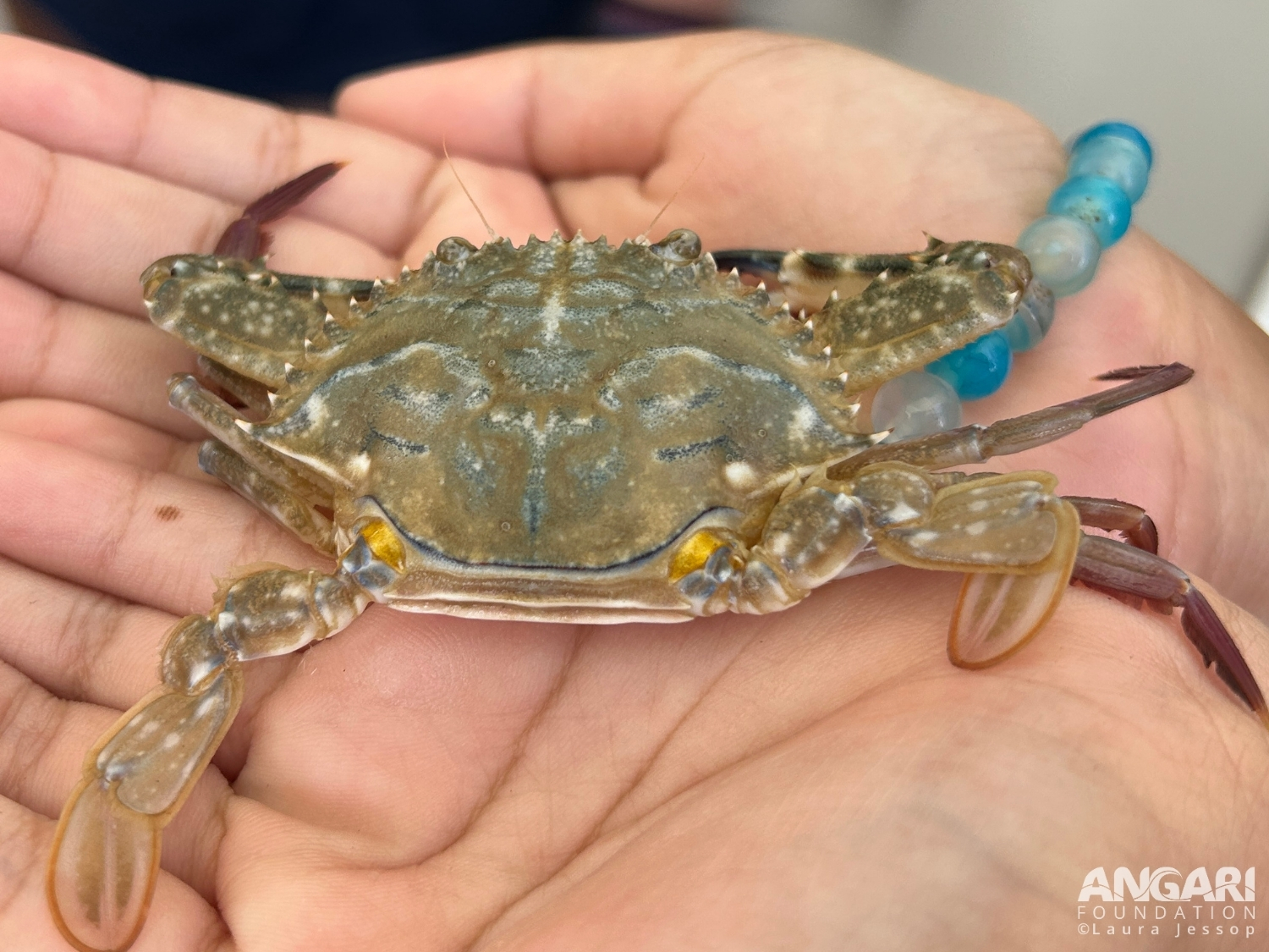 #ANGARIDeepDive_Atlantic Blue Crab_PC_ANGARI Foundation Laura Jessop