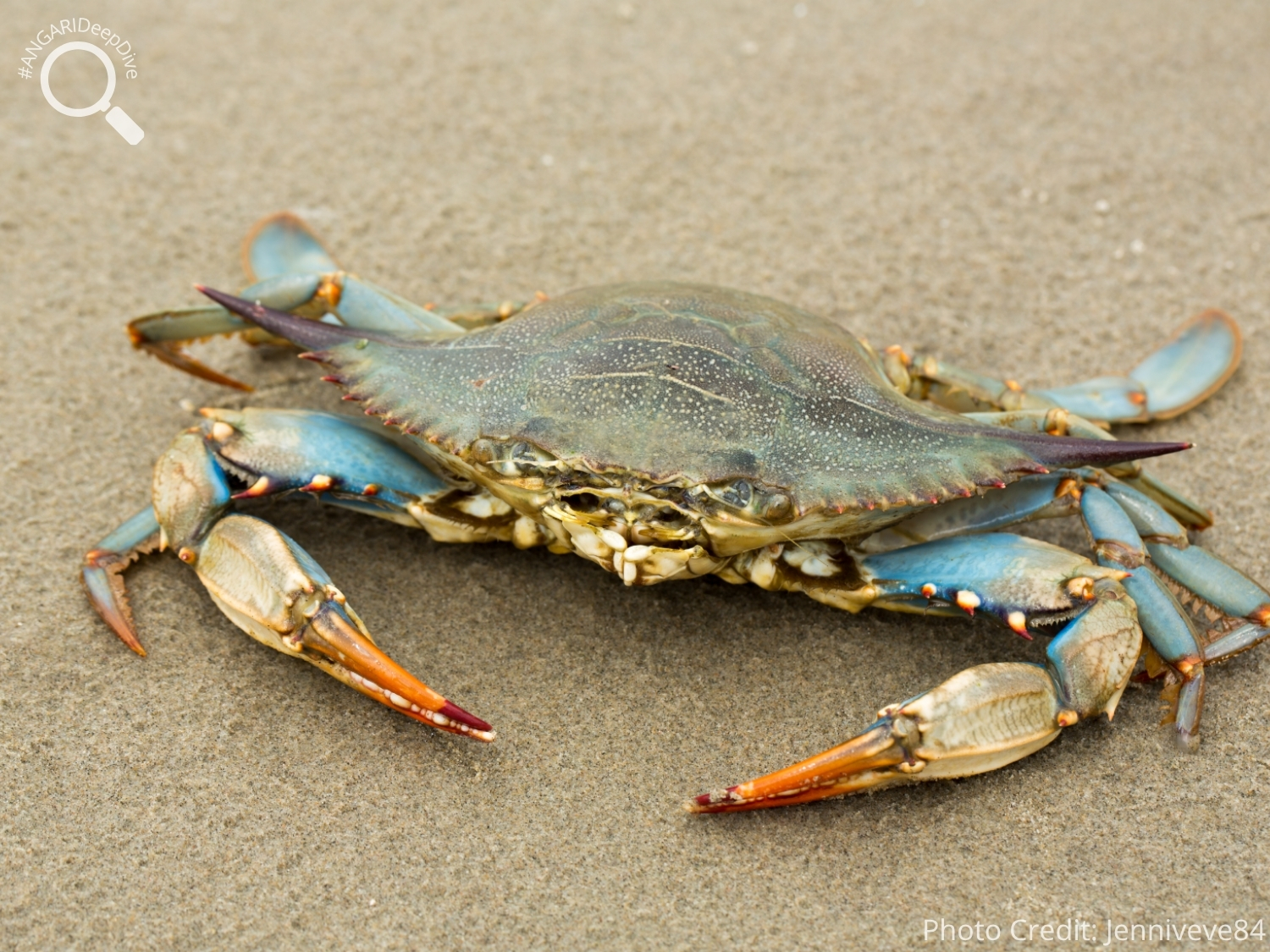 #ANGARIDeepDive_Atlantic Blue Crab_PC_Jenniveve84