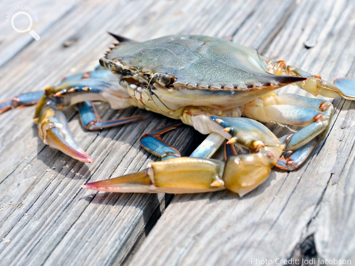 #ANGARIDeepDive_Atlantic Blue Crab_PC_Jodi Jacobson