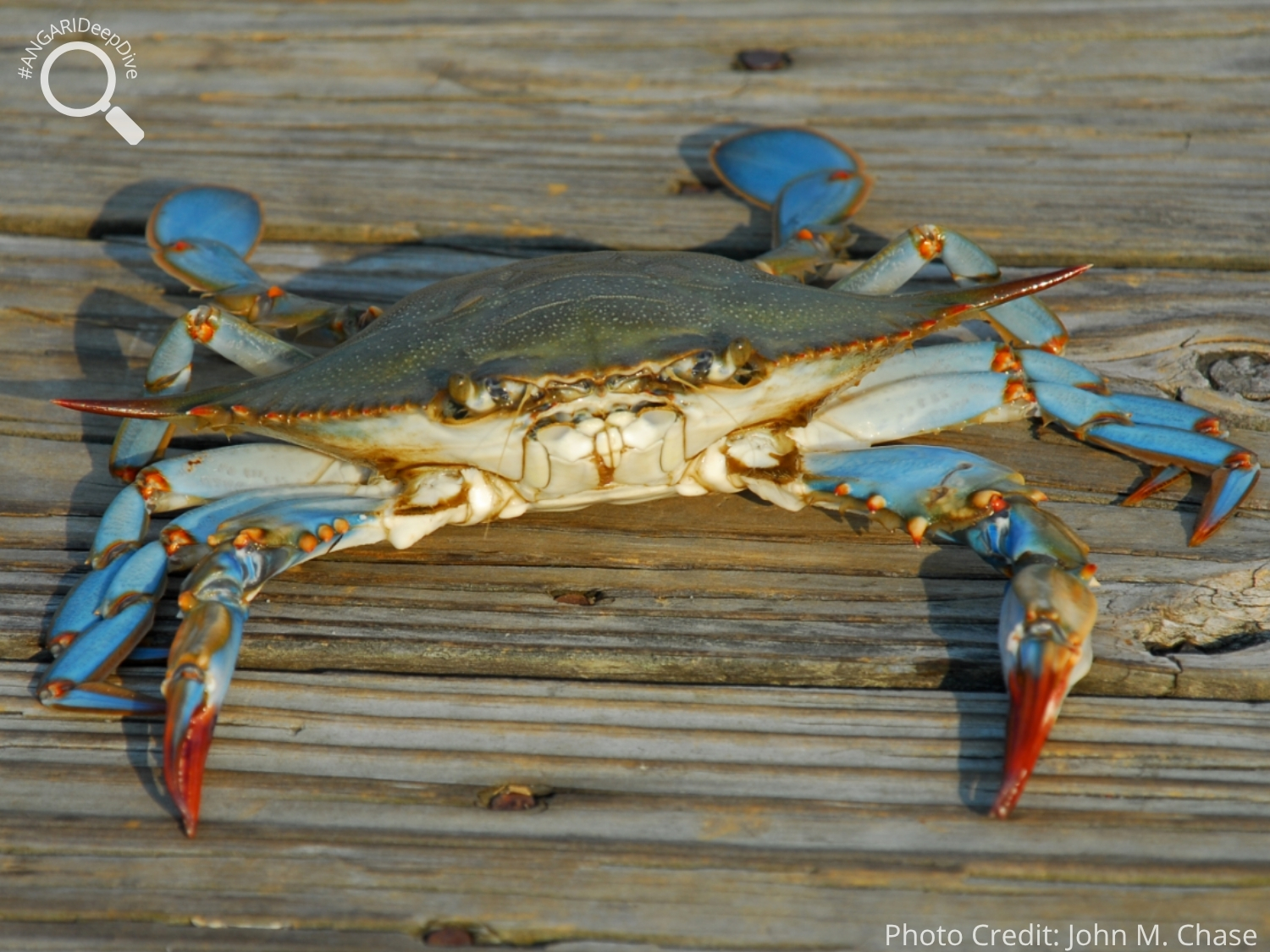 #ANGARIDeepDive_Atlantic Blue Crab_PC_John M. Chase