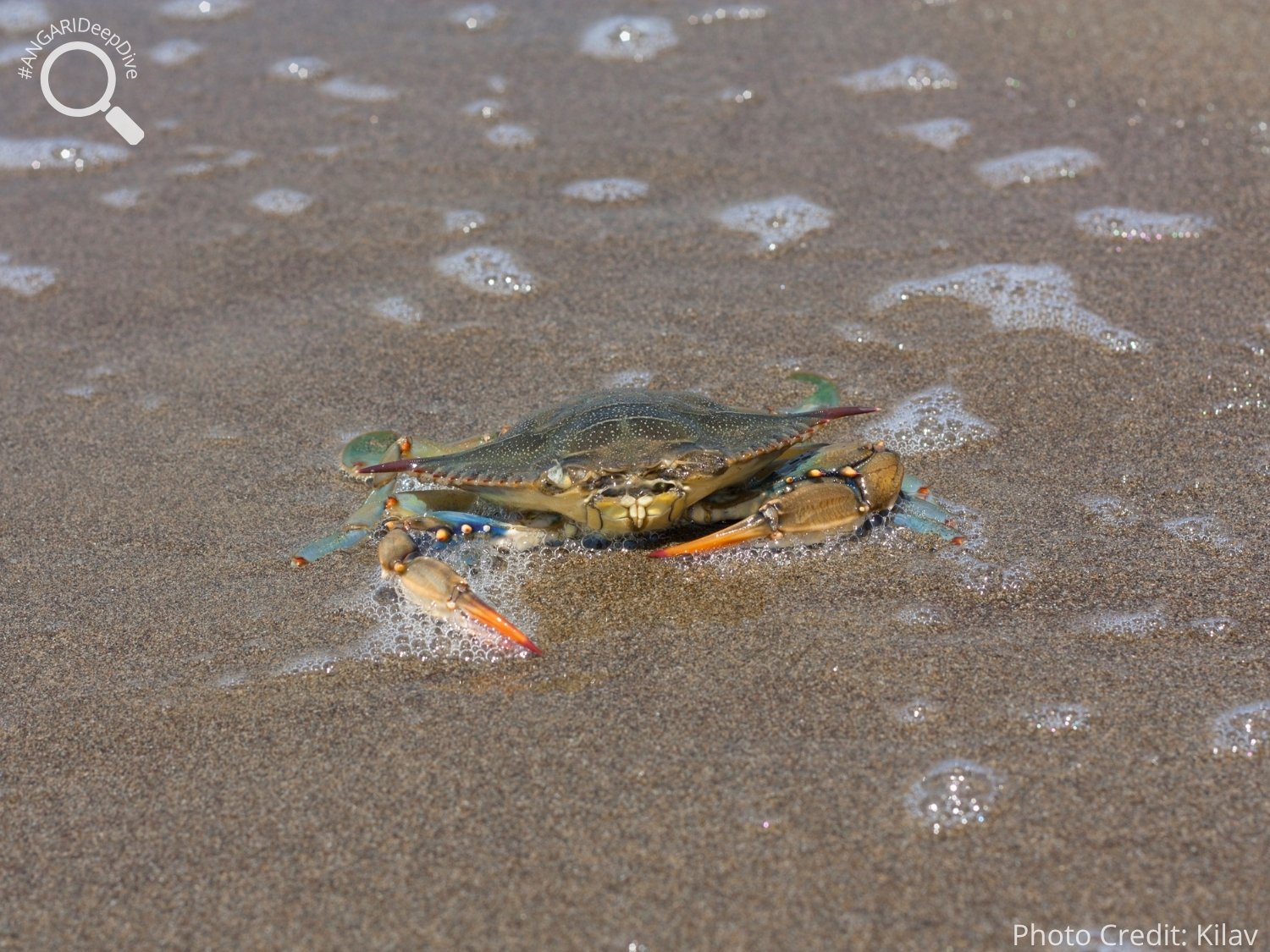 #ANGARIDeepDive_Atlantic Blue Crab_PC_Kilav