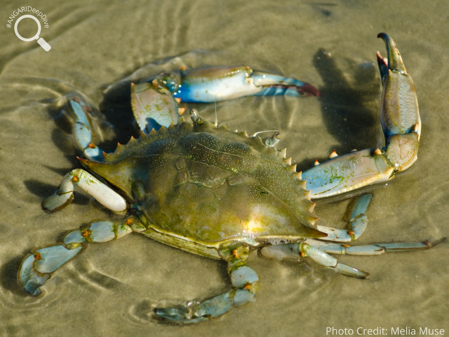 #ANGARIDeepDive_Atlantic Blue Crab_PC_Melia Muse