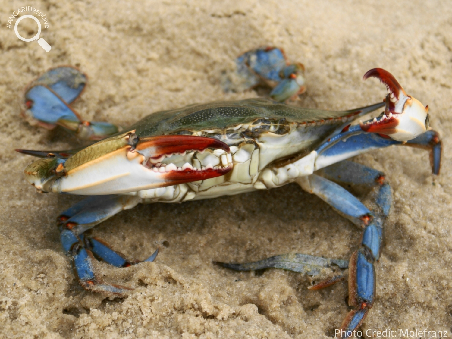 #ANGARIDeepDive_Atlantic Blue Crab_PC_Molefranz