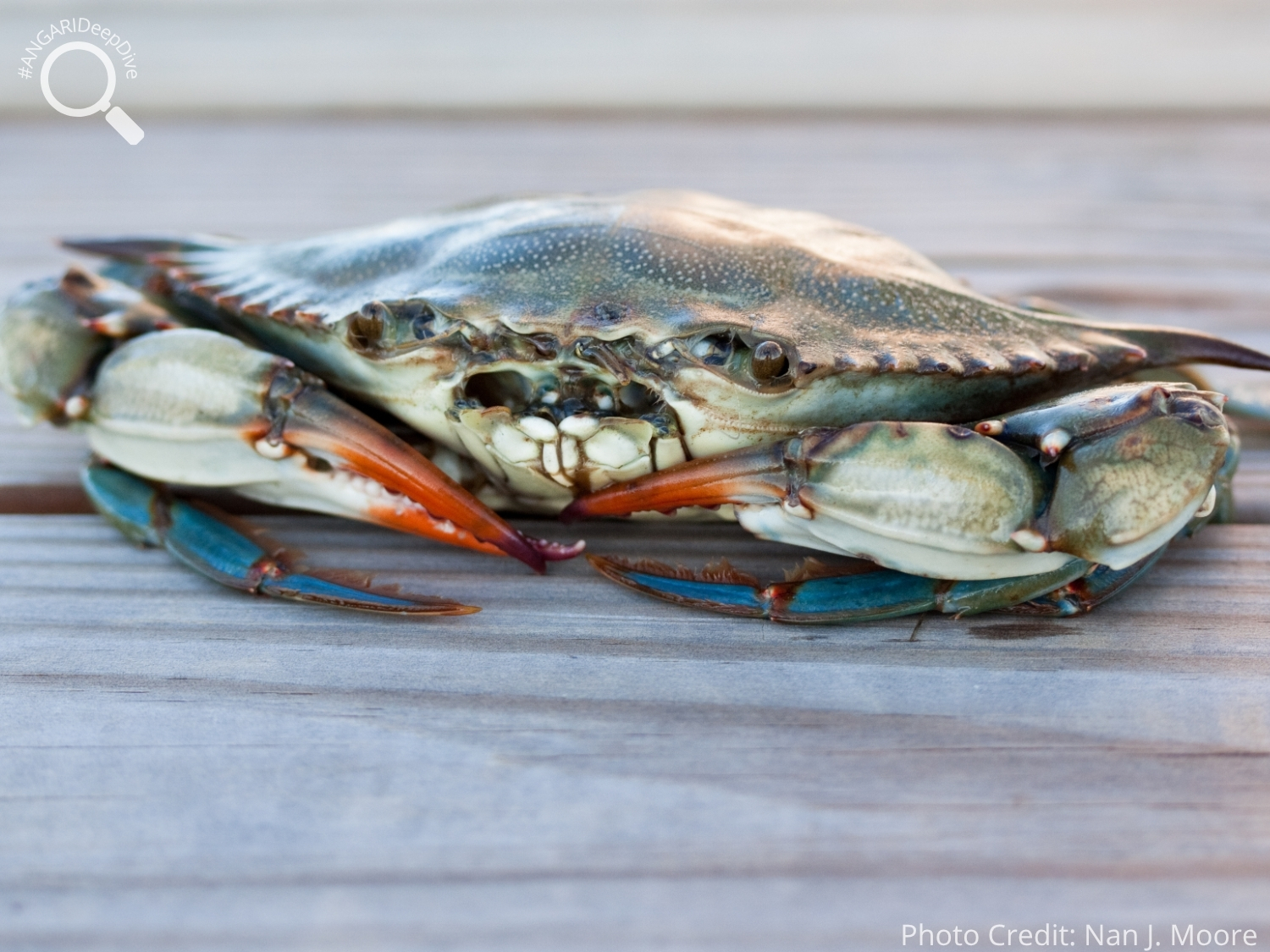 #ANGARIDeepDive_Atlantic Blue Crab_PC_Nan J. Moore