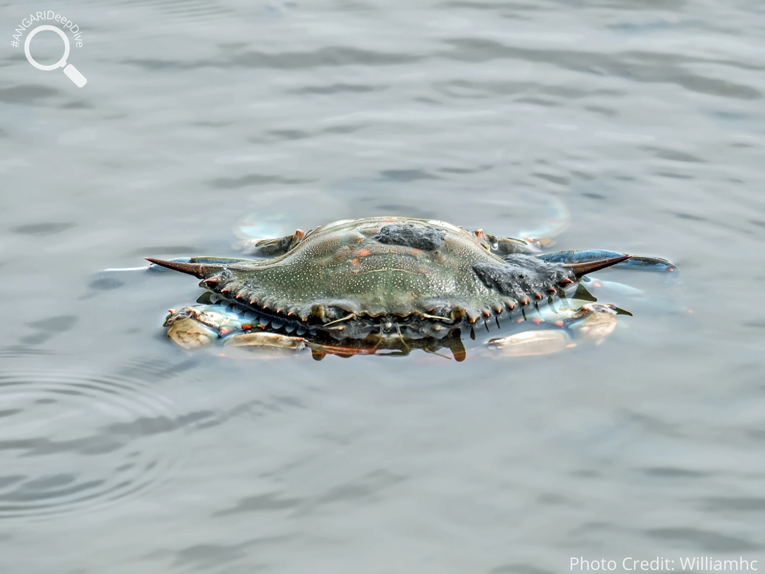 #ANGARIDeepDive_Atlantic Blue Crab_PC_Williamhc