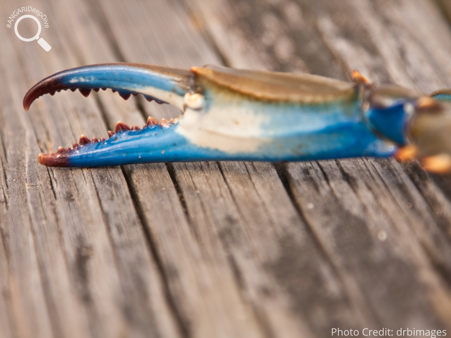 #ANGARIDeepDive_Atlantic Blue Crab_PC_drbimages