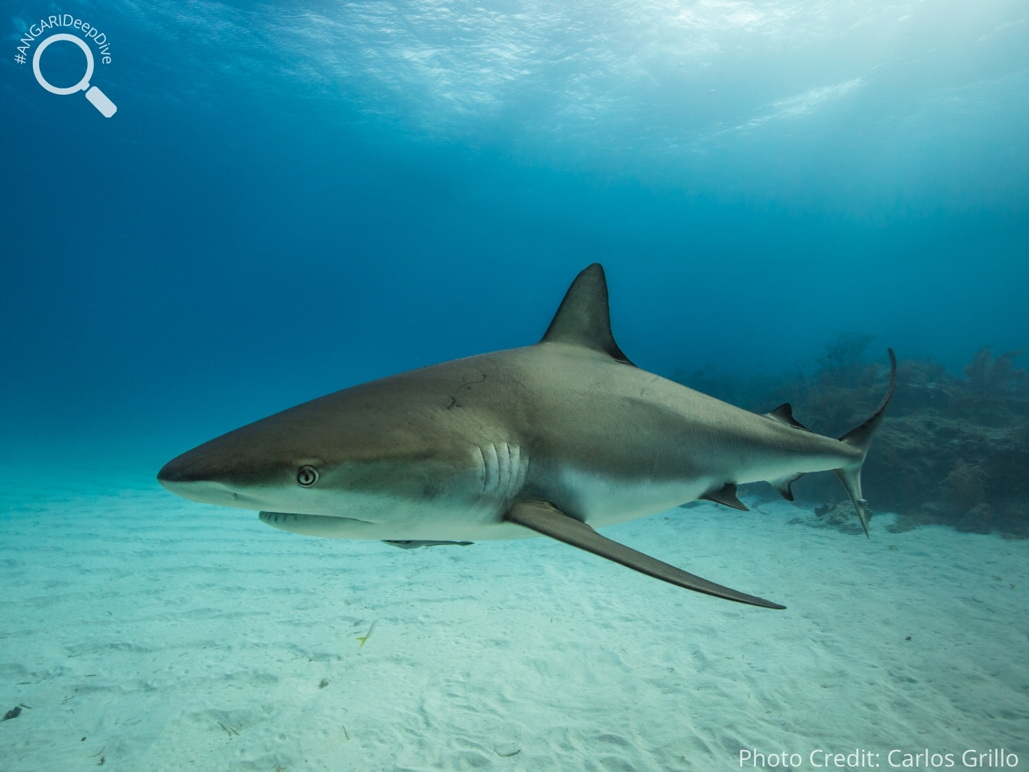 #ANGARIDeepDive_Caribbean Reef Shark_PC_Carlos Grillo