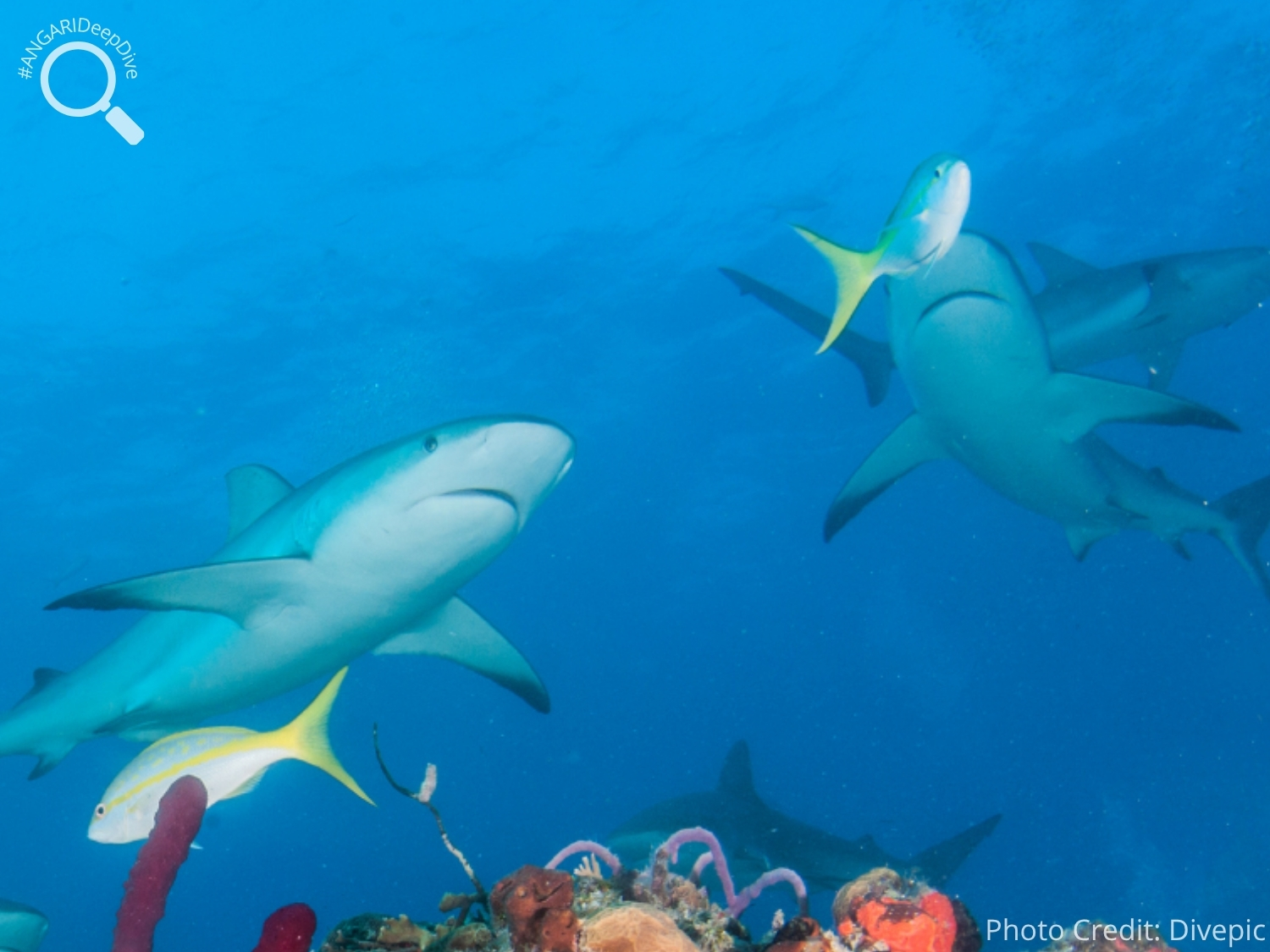 #ANGARIDeepDive_Caribbean Reef Shark_PC_Divepic