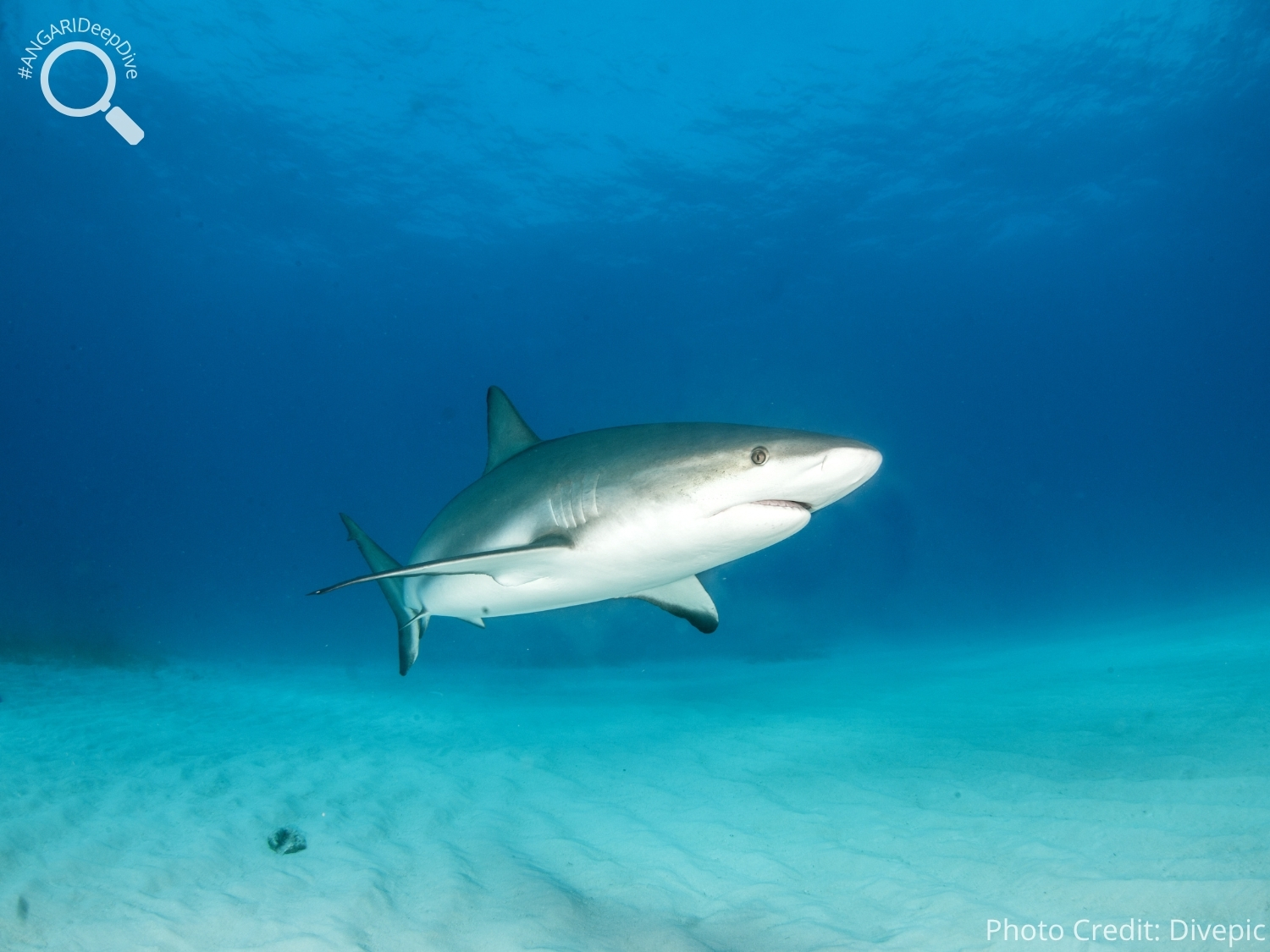 #ANGARIDeepDive_Caribbean Reef Shark_PC_Divepic