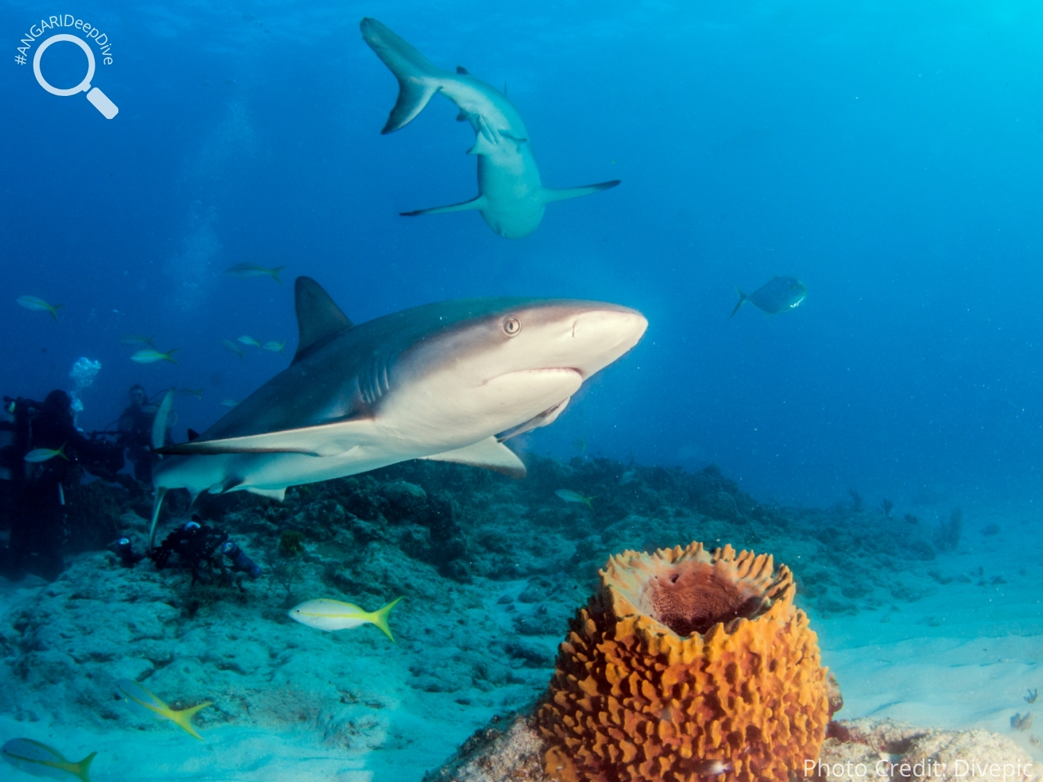 #ANGARIDeepDive_Caribbean Reef Shark_PC_Divepic