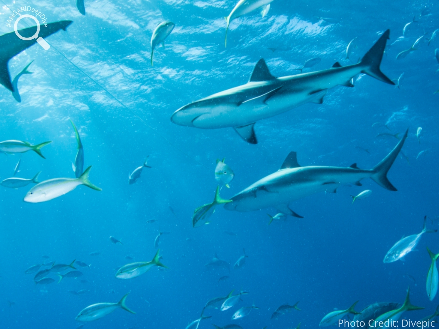 #ANGARIDeepDive_Caribbean Reef Shark_PC_Divepic