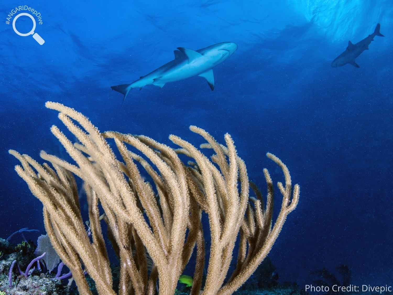 #ANGARIDeepDive_Caribbean Reef Shark_PC_Divepic