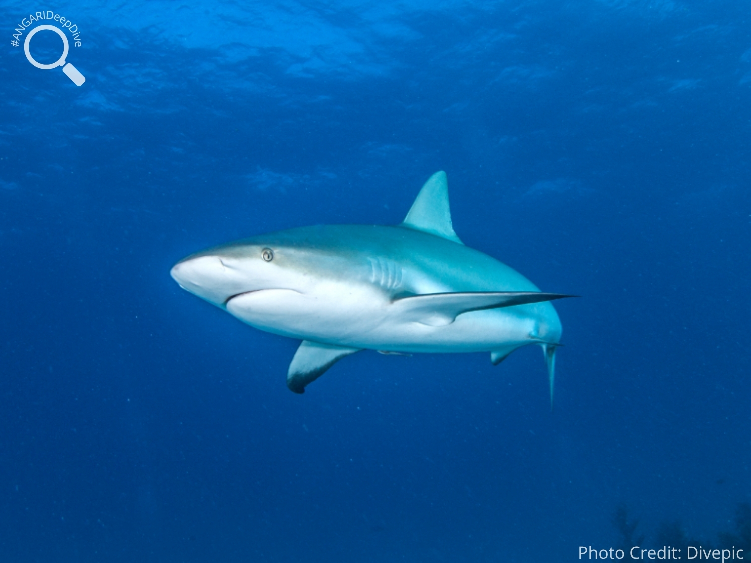 #ANGARIDeepDive_Caribbean Reef Shark_PC_Divepic