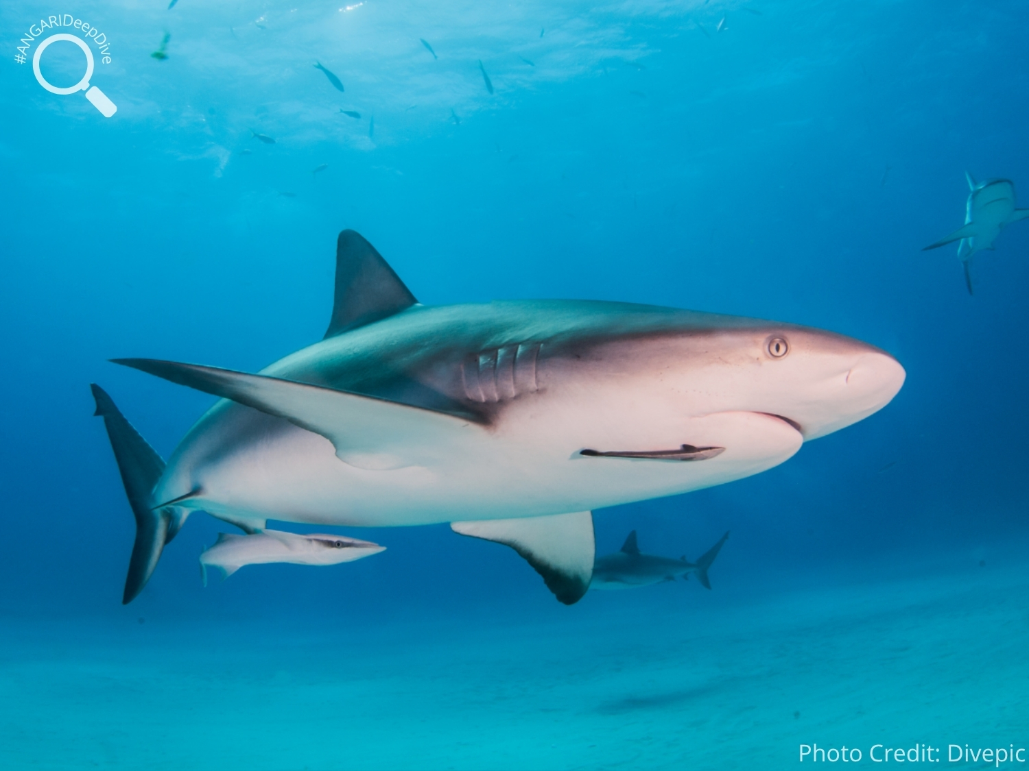 #ANGARIDeepDive_Caribbean Reef Shark_PC_Divepic