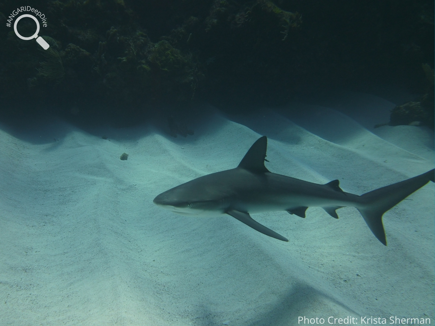 #ANGARIDeepDive_Caribbean Reef Shark_PC_Krista Sherman