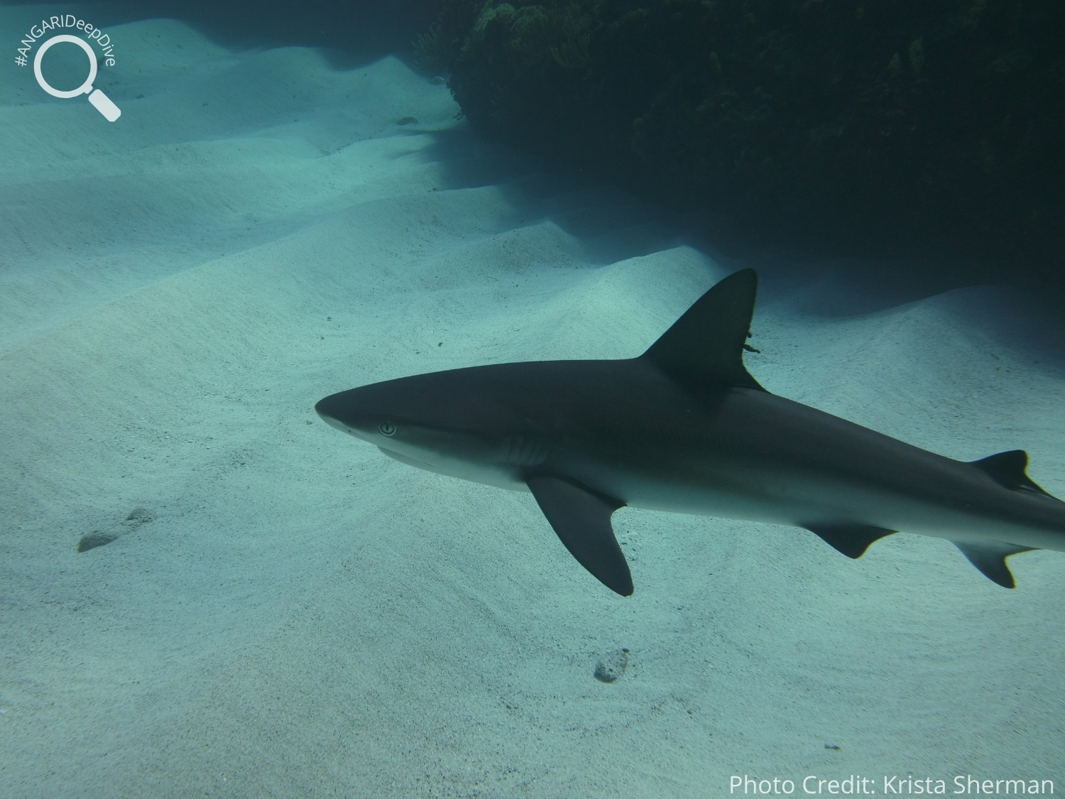 #ANGARIDeepDive_Caribbean Reef Shark_PC_Krista Sherman