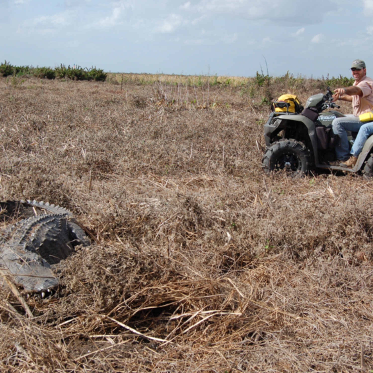We came across this beautiful gator while we were out mapping alligator holes in the Everglades.