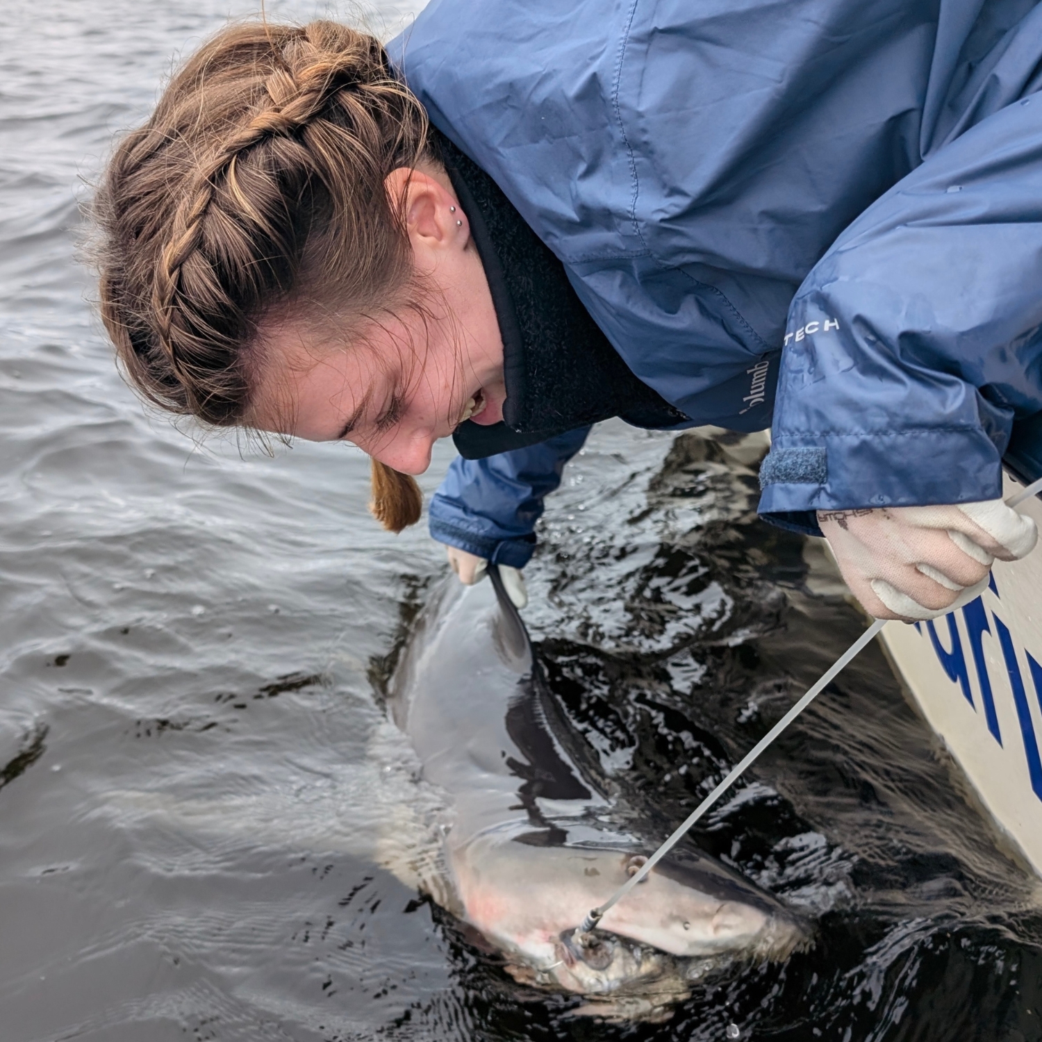 I carefully secure this baby bull shark in the Everglades for tagging. PC: Emily Spurgeon