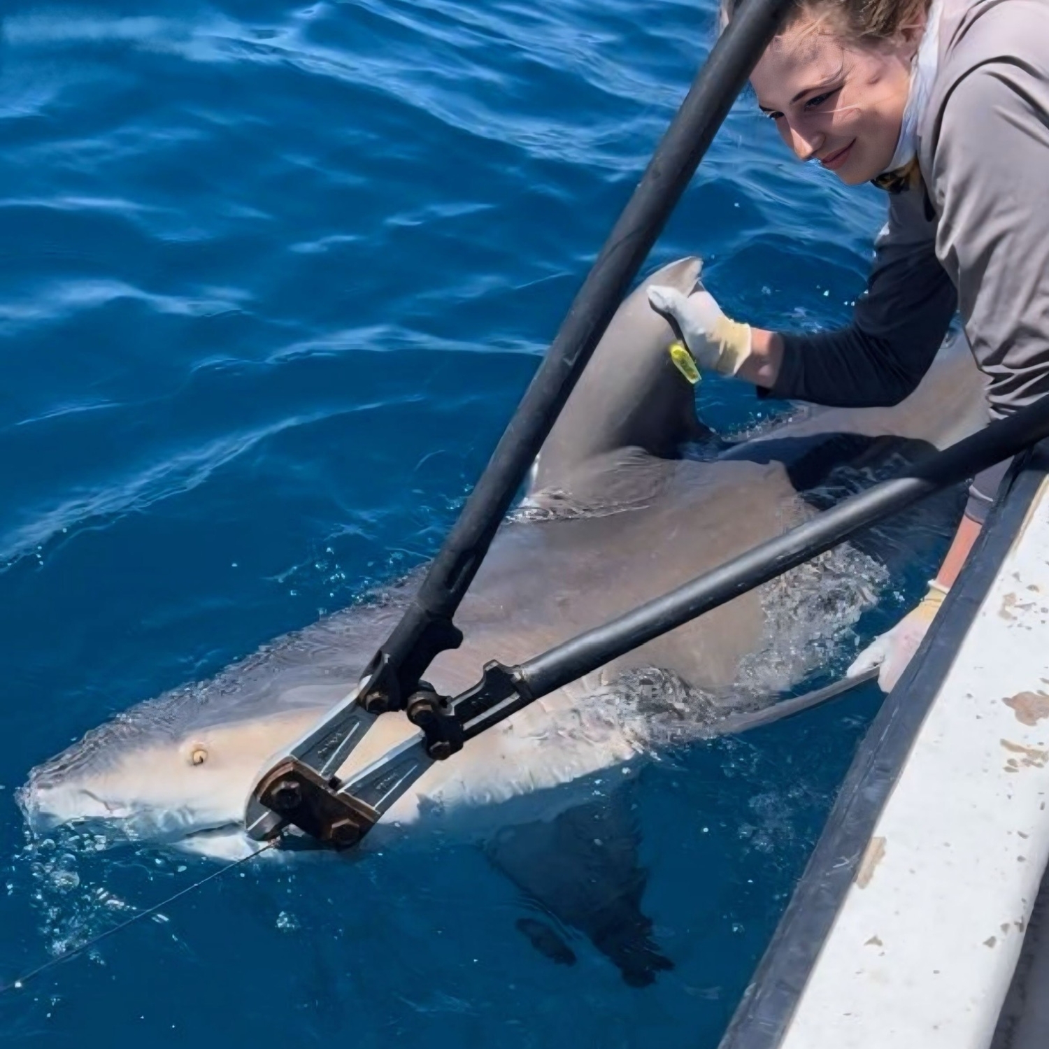 I make sure we release this tagged bull shark safely. PC: Aedan Mell