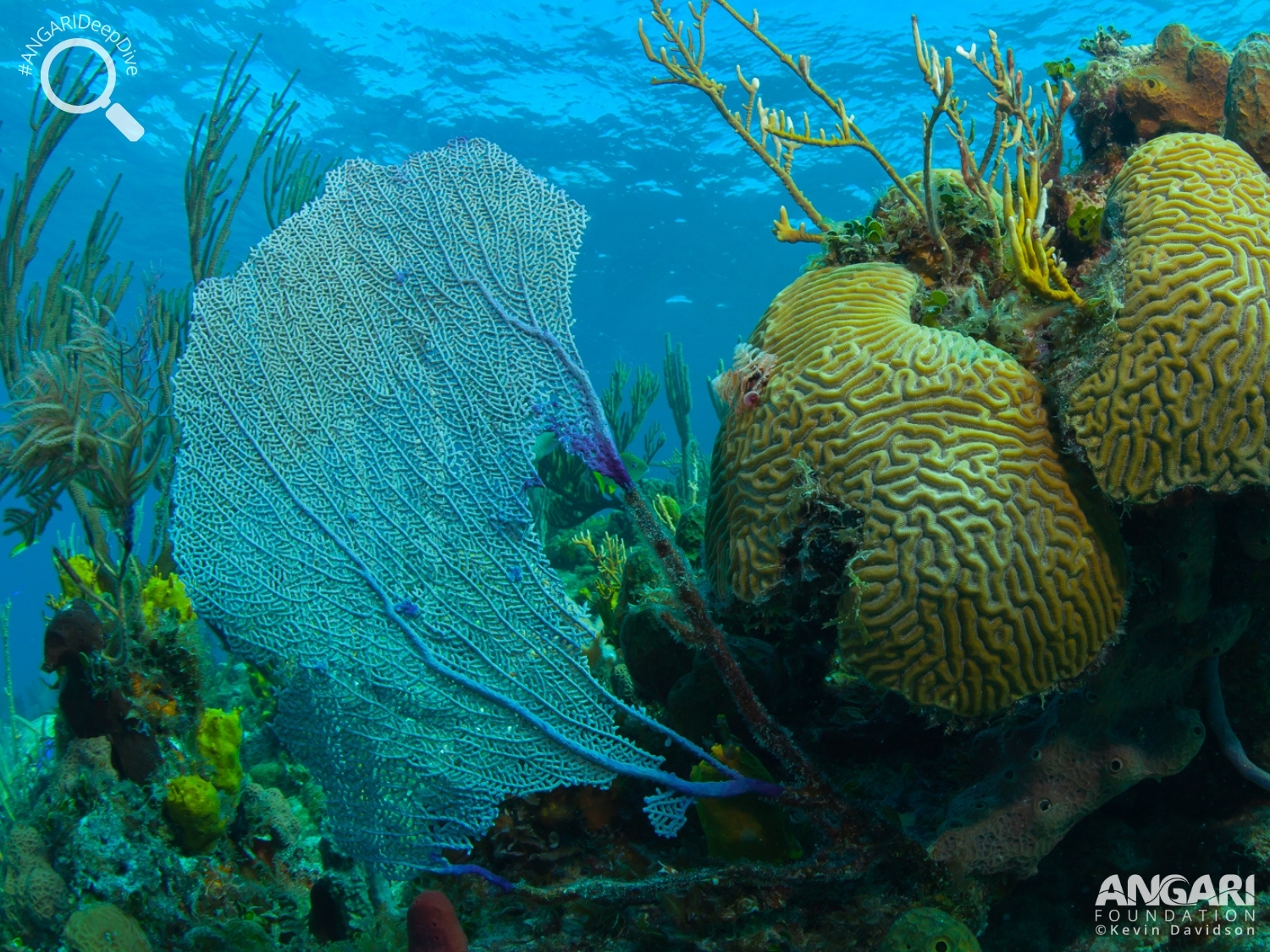 #ANGARIDeepDive_Common Sea Fan_PC_ANGARI Foundation