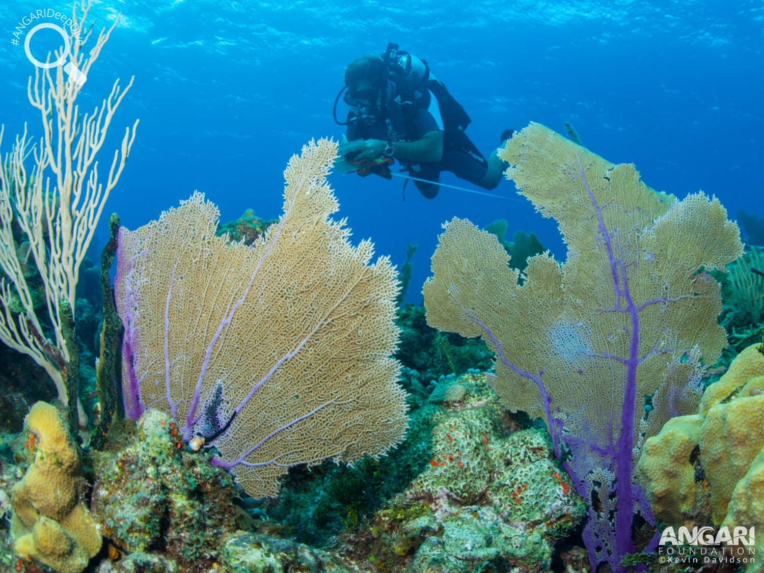 #ANGARIDeepDive_Common Sea Fan_PC_ANGARI Foundation