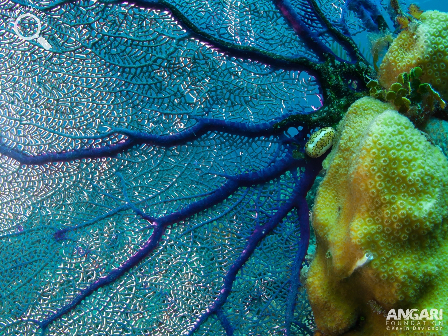 #ANGARIDeepDive_Common Sea Fan_PC_ANGARI Foundation