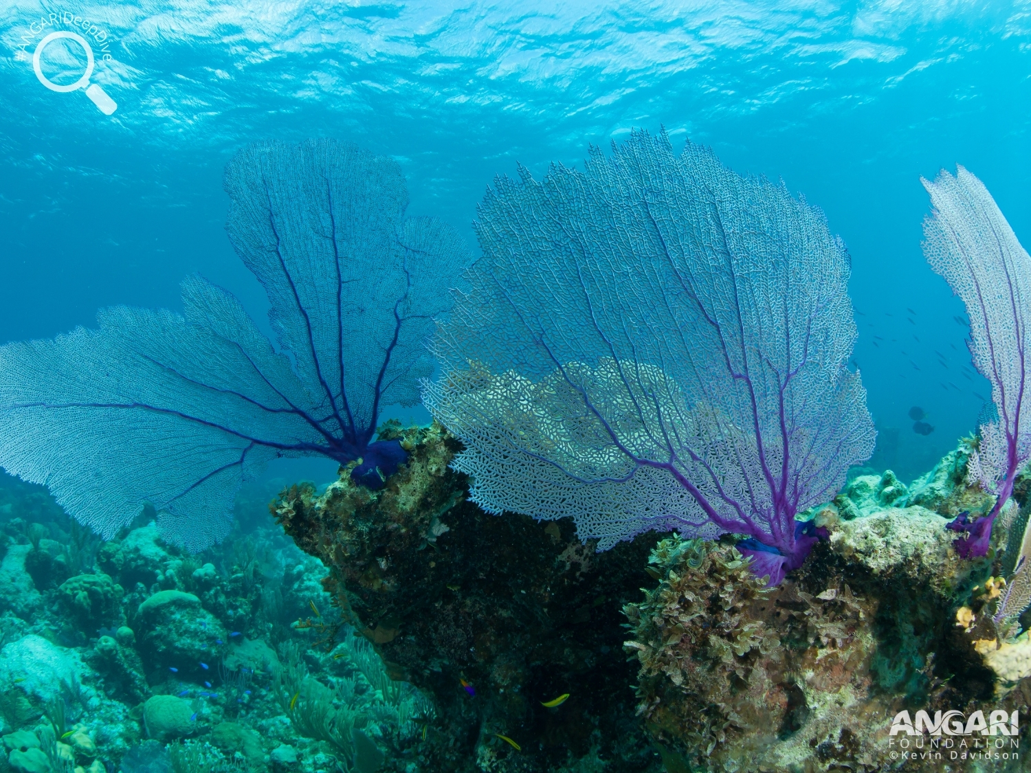 #ANGARIDeepDive_Common Sea Fan_PC_ANGARI Foundation