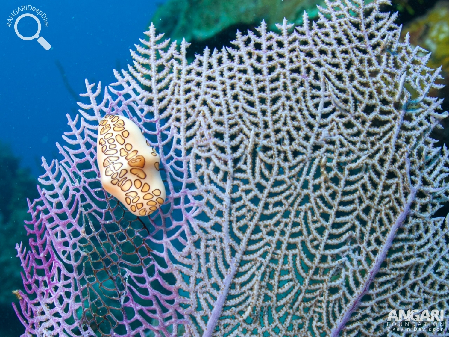 #ANGARIDeepDive_Common Sea Fan_PC_ANGARI Foundation