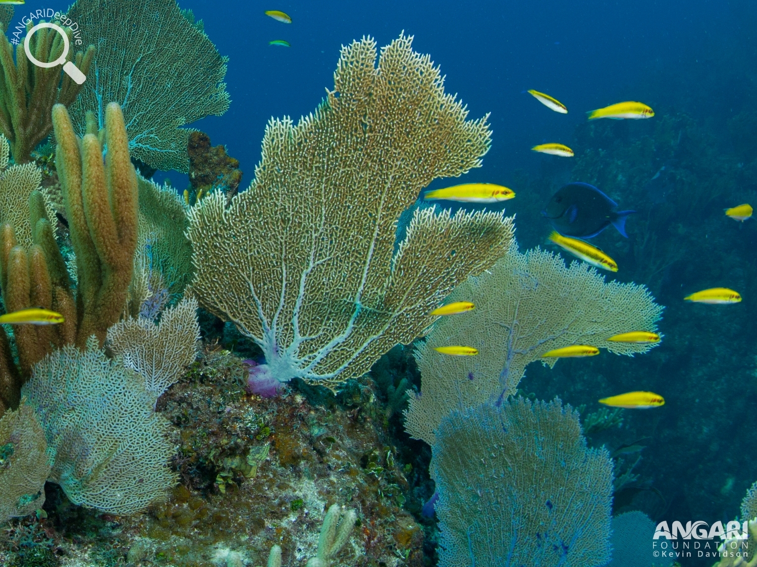 #ANGARIDeepDive_Common Sea Fan_PC_ANGARI Foundation