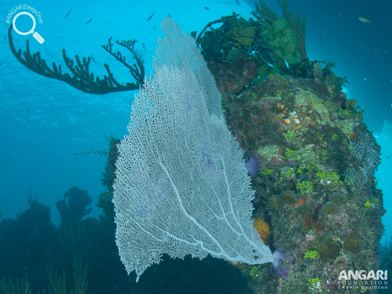 #ANGARIDeepDive_Common Sea Fan_PC_ANGARI Foundation