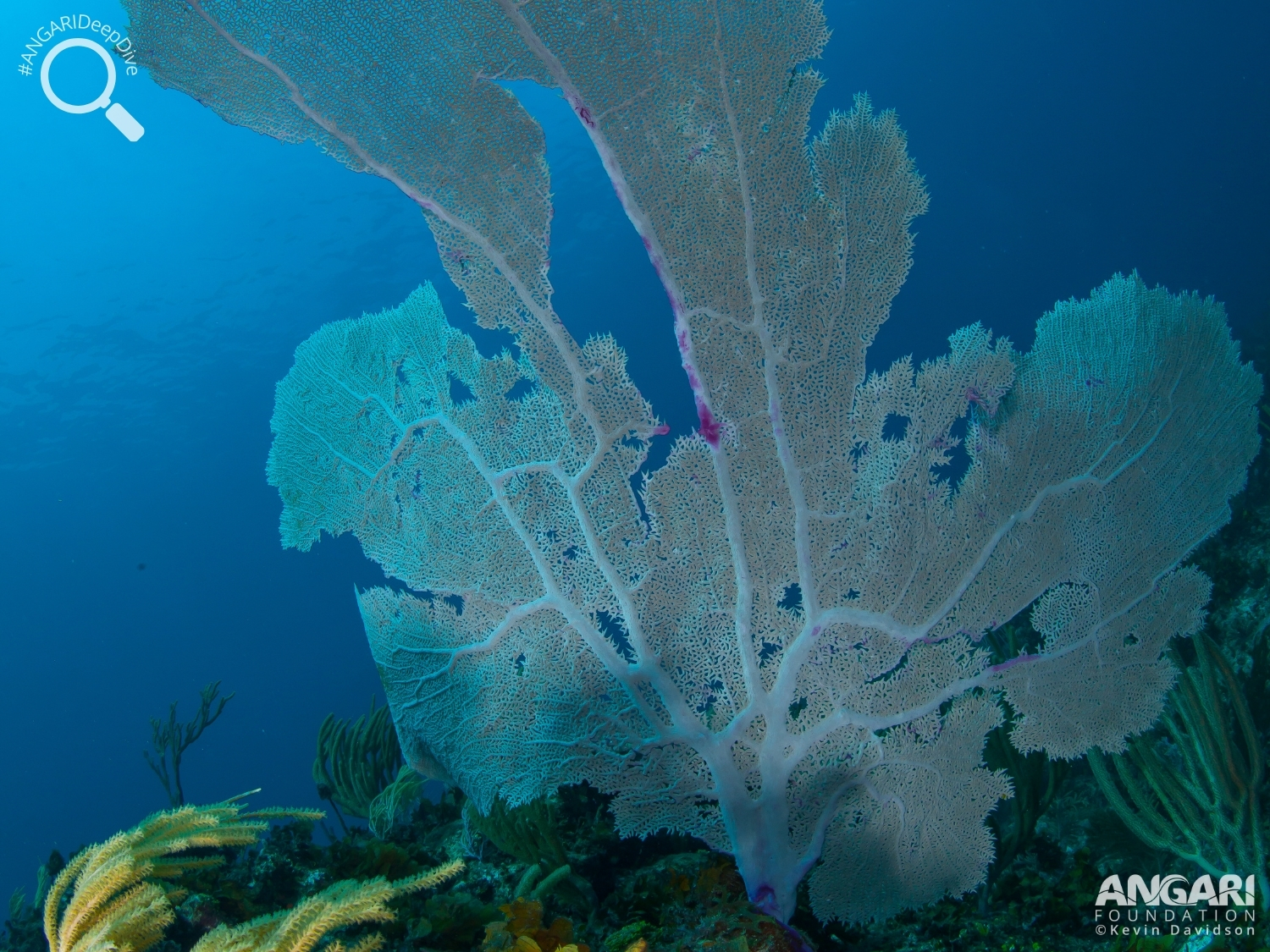 #ANGARIDeepDive_Common Sea Fan_PC_ANGARI Foundation