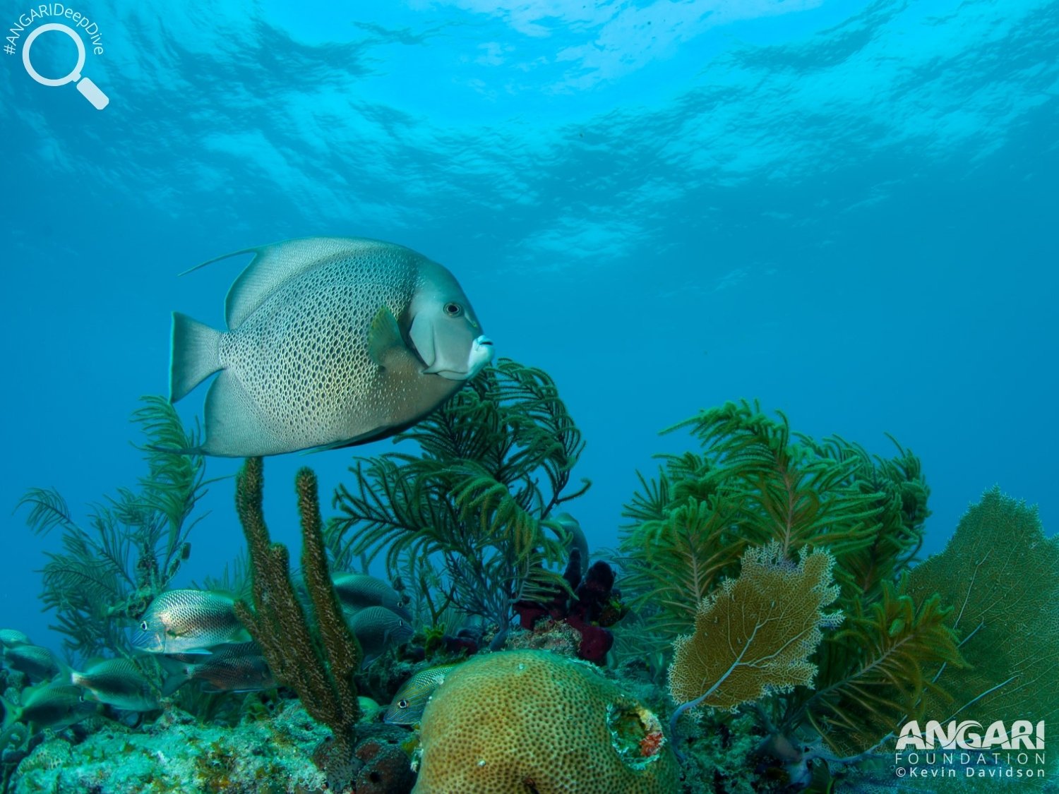 #ANGARIDeepDive_Gray Angelfish_PC_ANGARI Foundation Kevin Davidson_1