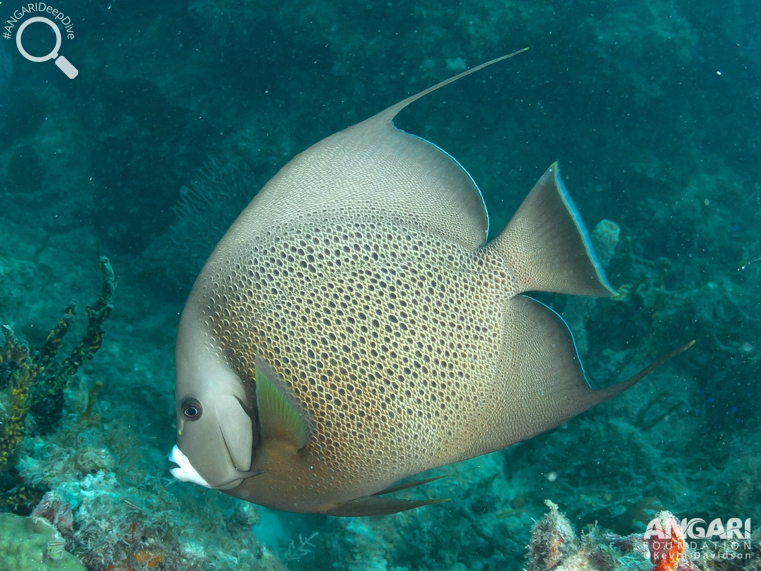 #ANGARIDeepDive_Gray Angelfish_PC_ANGARI Foundation Kevin Davidson_2