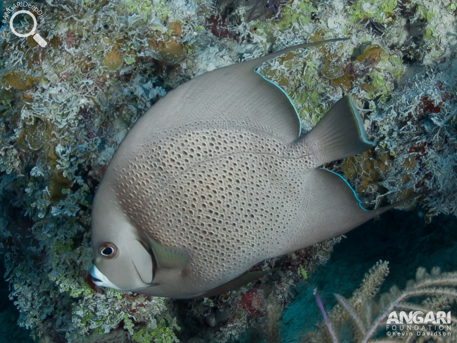 #ANGARIDeepDive_Gray Angelfish_PC_ANGARI Foundation Kevin Davidson_3