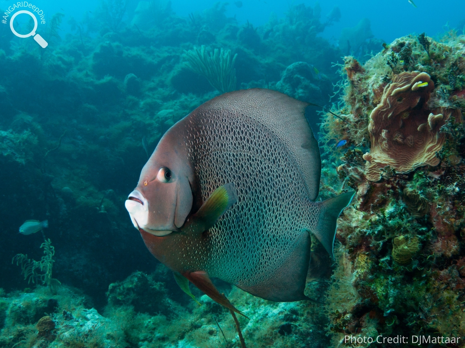 #ANGARIDeepDive_Gray Angelfish_PC_DJMattaar