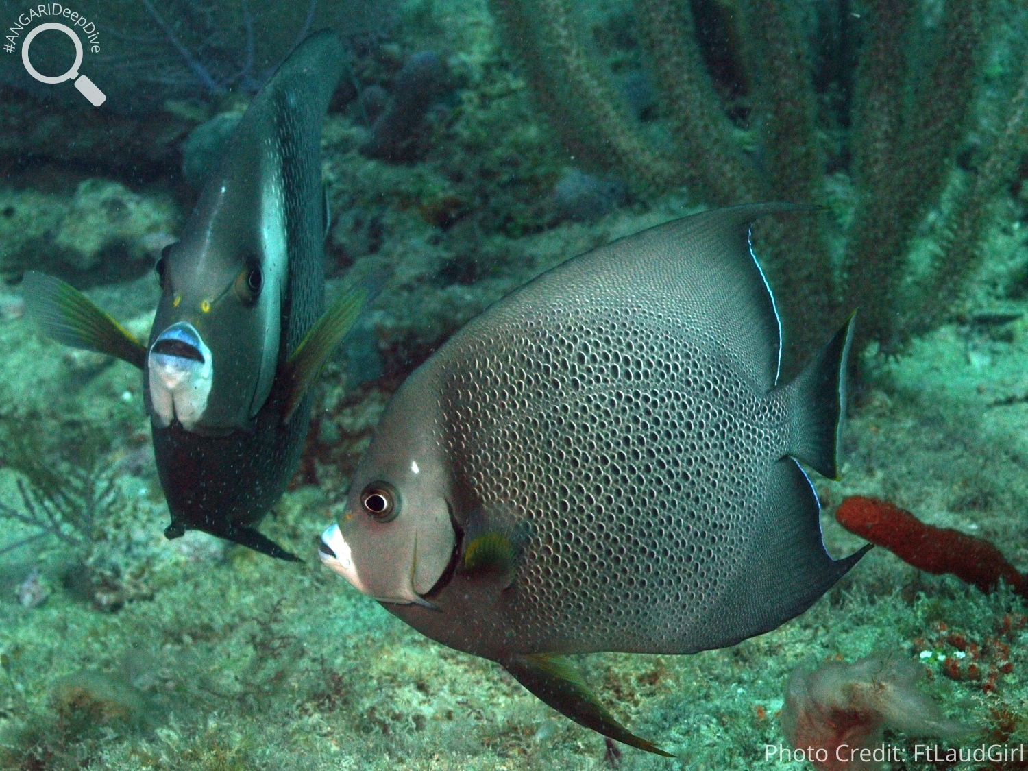#ANGARIDeepDive_Gray Angelfish_PC_FtLaudGirl