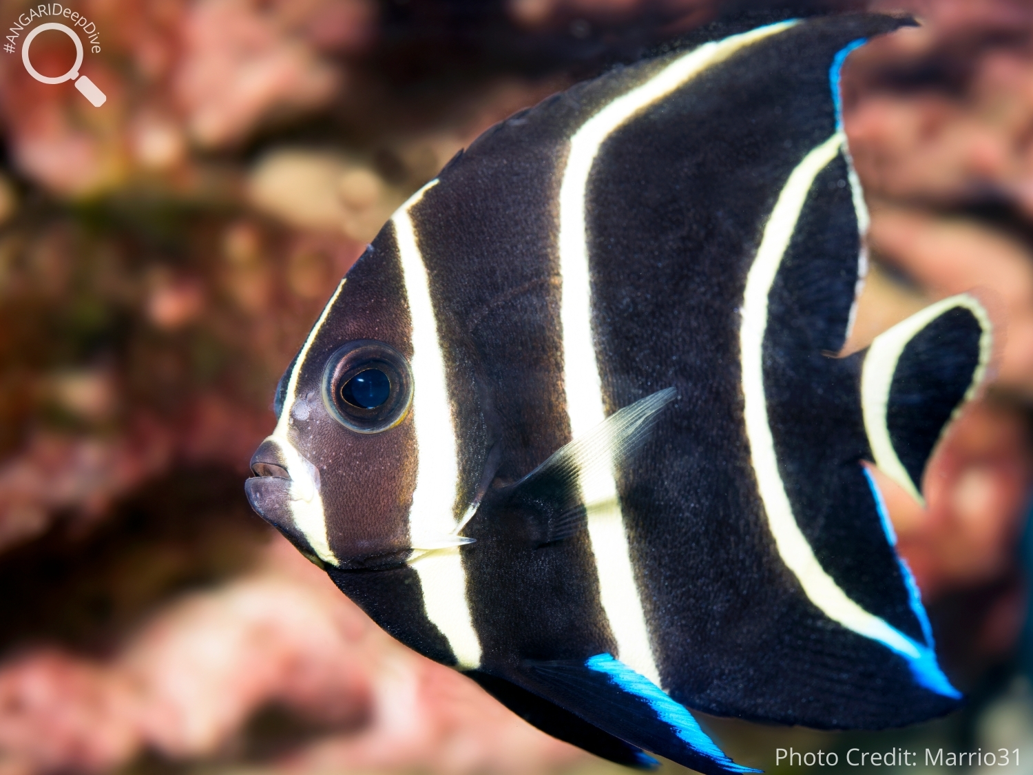 #ANGARIDeepDive_Gray Angelfish_PC_Marrio31