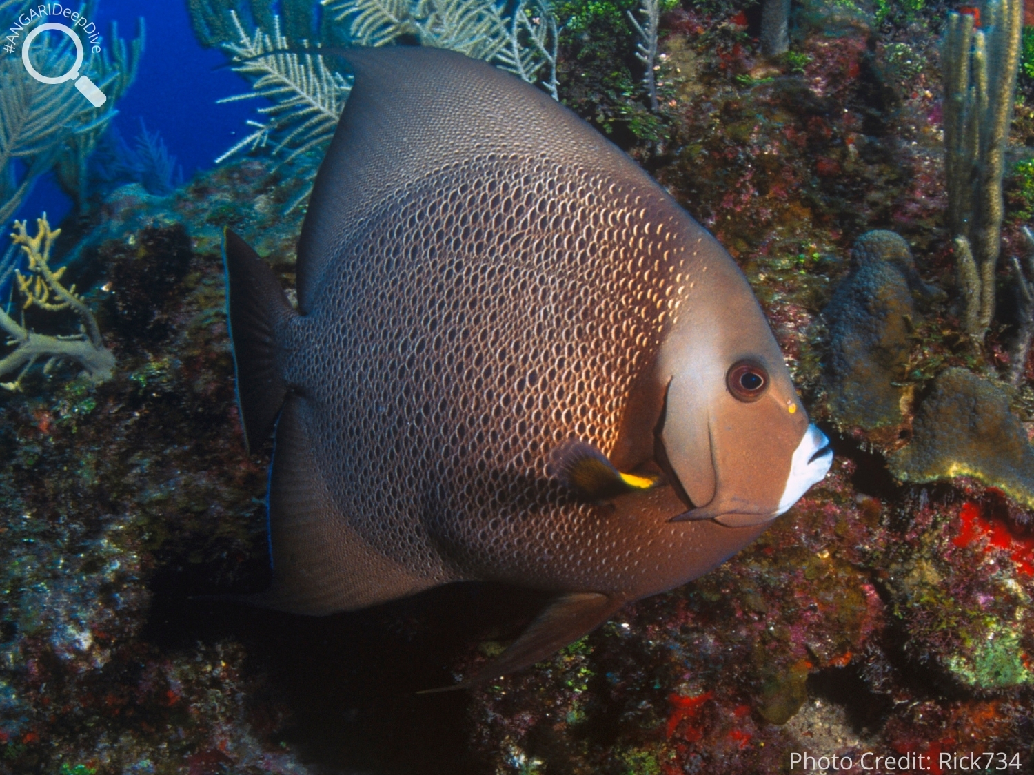 #ANGARIDeepDive_Gray Angelfish_PC_Rick734