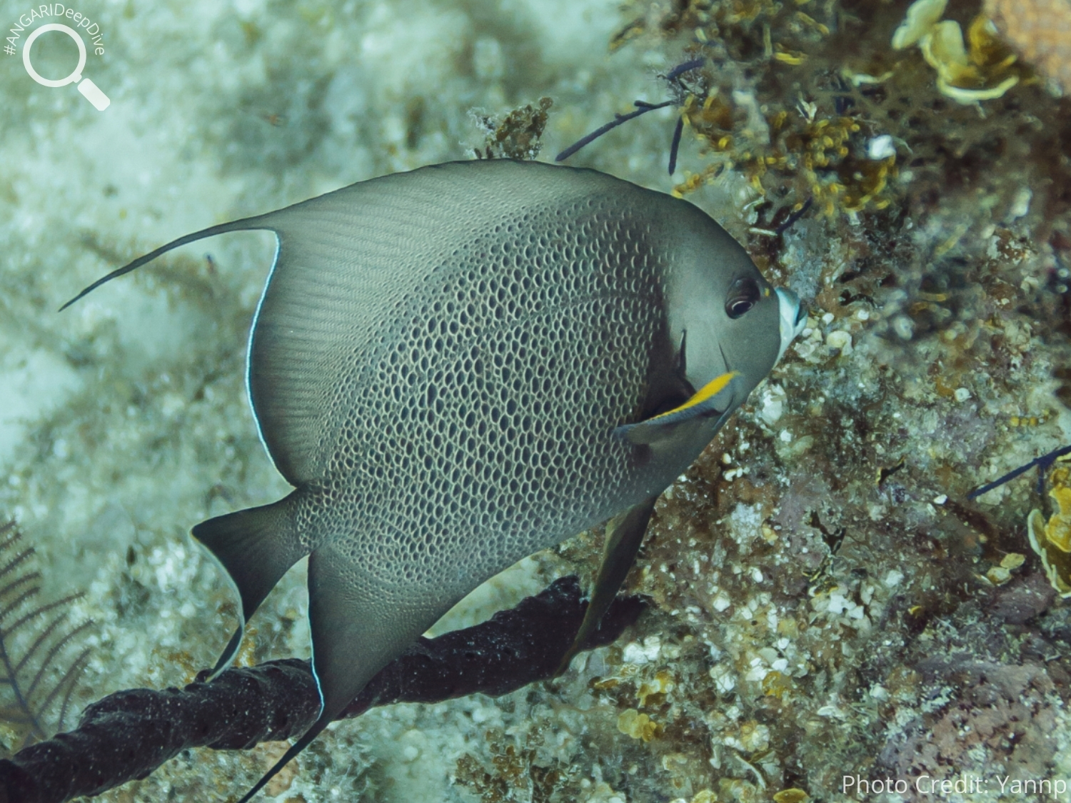 #ANGARIDeepDive_Gray Angelfish_PC_Yannp