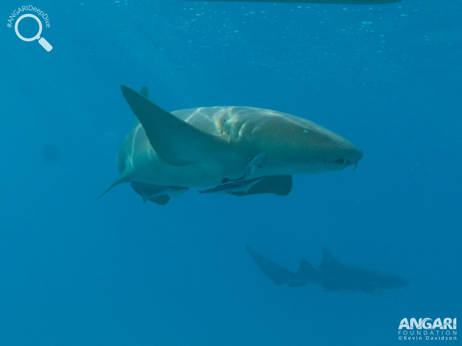 #ANGARIDeepDive_Nurse Shark_PC_ANGARI Foundation_Kevin Davidson