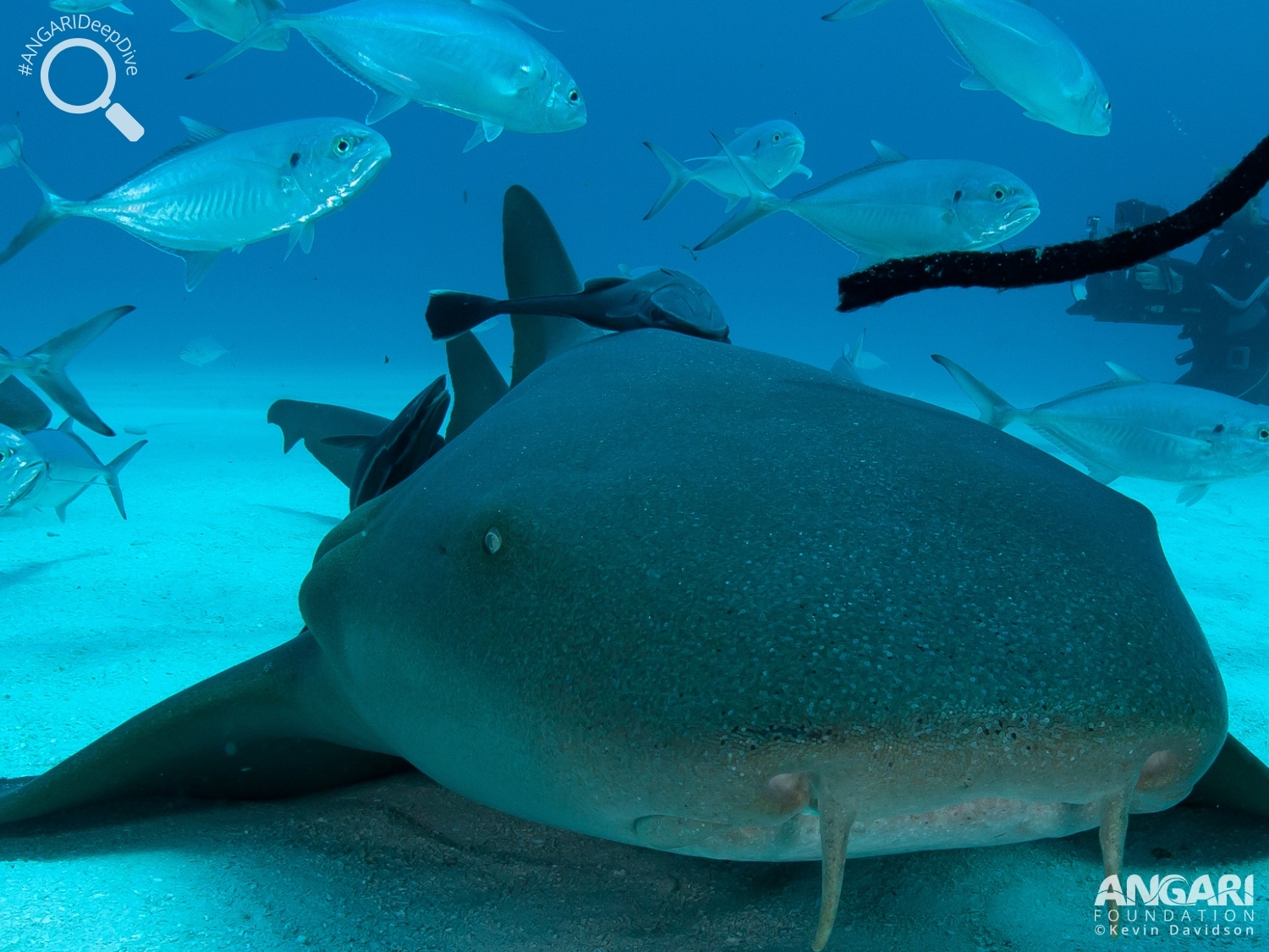 #ANGARIDeepDive_Nurse Shark_PC_ANGARI Foundation_Kevin Davidson